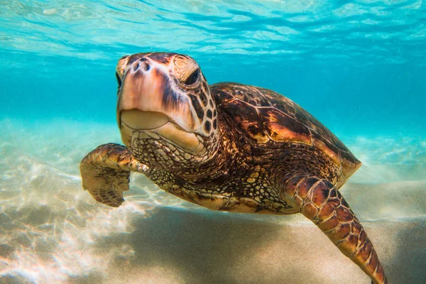 Hawaiian yeşil deniz kaplumbağası Hawaii Pasifik Okyanusu'nun sıcak sularında seyir