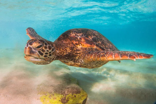 Гавайская Черепаха Теплой Воде Тихого Океана Гавайях — стоковое фото