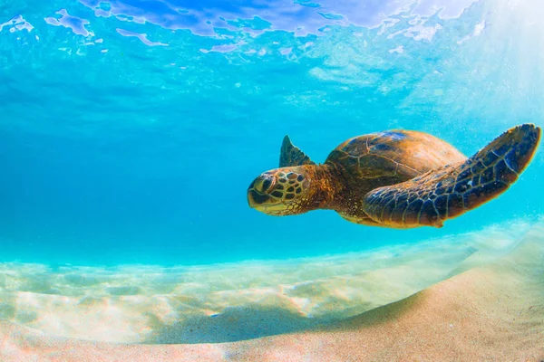 Hawaii Zöld Tengeri Teknős Cirkál Meleg Víz Csendes Óceán Hawaii — Stock Fotó