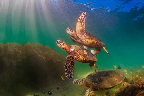 Hawaiian Zielony Żółw Morski Rejsy Ciepłych Wodach Oceanu Spokojnego Hawajach — Zdjęcie stockowe