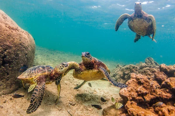 Hawaiianische Grüne Meeresschildkröte Kreuzt Warmen Wasser Des Pazifischen Ozeans Hawaii — Stockfoto
