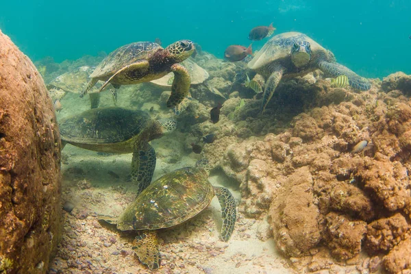 Hawaiian Green Sea Turtle Cruising Warm Waters Pacific Ocean Hawaii — Stock Photo, Image