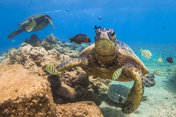 Hawaiian Green Sea Turtle Cruising Warm Waters Pacific Ocean Hawaii — Stock Photo, Image