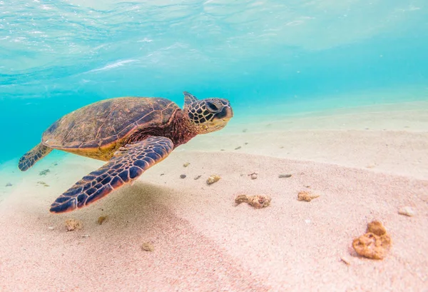 Hawaiian Green Sea Turtle Cruzeiro Nas Águas Quentes Oceano Pacífico — Fotografia de Stock