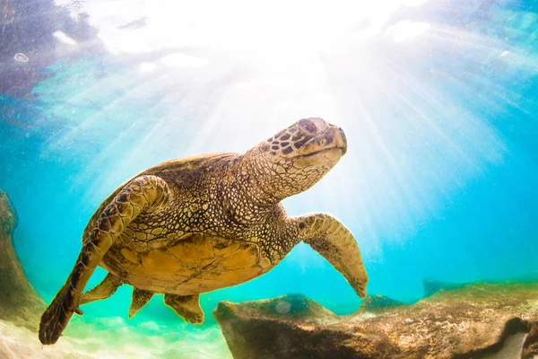 Hawaiian Green Sea Turtle Cruzeiro Nas Águas Quentes Oceano Pacífico — Fotografia de Stock