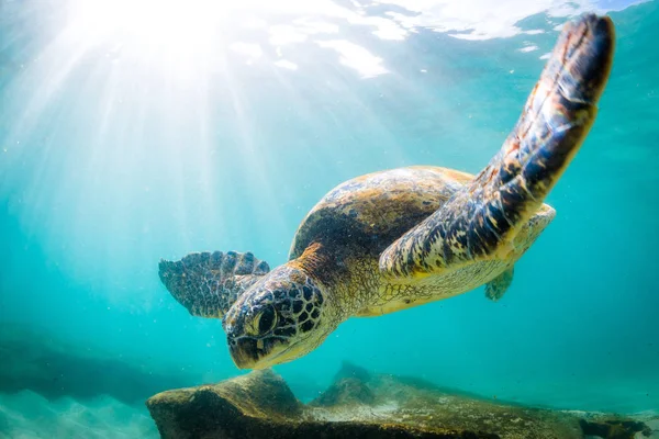 Hawaiian Green Sea Turtle Cruzeiro Nas Águas Quentes Oceano Pacífico — Fotografia de Stock