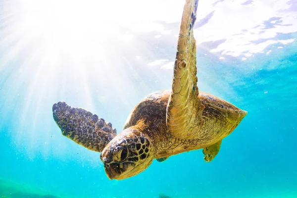 Hawaiian Green Sea Turtle Cruising Warm Waters Pacific Ocean Hawaii — Stock Photo, Image