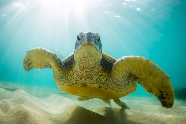 Hawaiianische Grüne Meeresschildkröte Kreuzt Warmen Wasser Des Pazifischen Ozeans Hawaii — Stockfoto