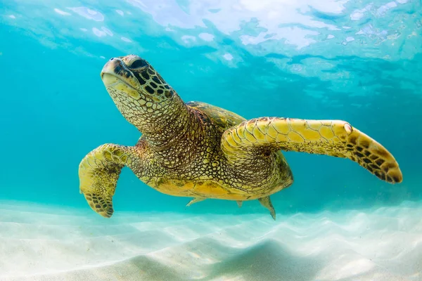 Hawaiianische Grüne Meeresschildkröte Kreuzt Warmen Wasser Des Pazifischen Ozeans Hawaii — Stockfoto