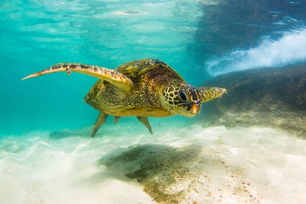Hawaiian Green Sea Turtle Cruzeiro Nas Águas Quentes Oceano Pacífico — Fotografia de Stock