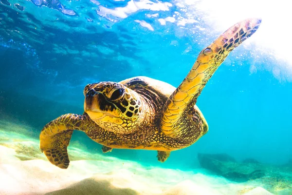 Hawaiianische Grüne Meeresschildkröte Kreuzt Warmen Wasser Des Pazifischen Ozeans Hawaii — Stockfoto