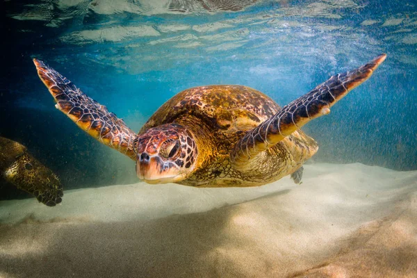 Hawaiian Zielony Żółw Morski Rejsy Ciepłych Wodach Oceanu Spokojnego Hawajach — Zdjęcie stockowe