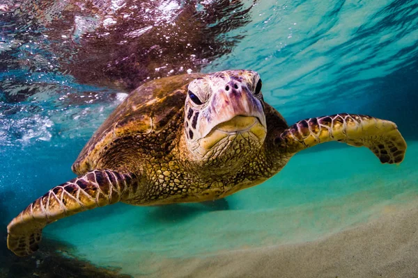 Hawaiiaanse Groene Zeeschildpad Cruisen Warme Wateren Van Stille Oceaan Hawaï — Stockfoto