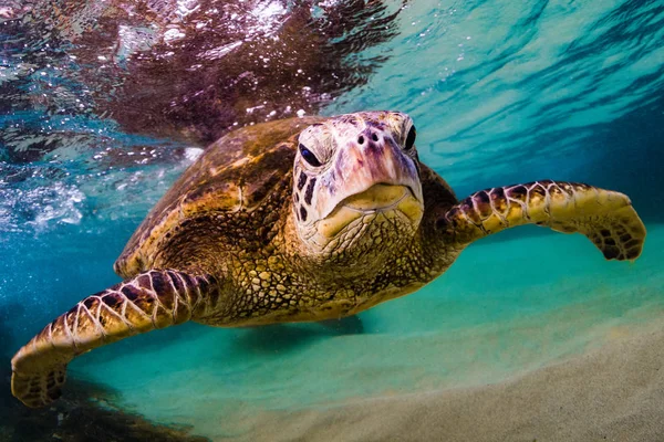 Hawaiian Green Sea Turtle Cruising Warm Waters Pacific Ocean Hawaii — Stock Photo, Image