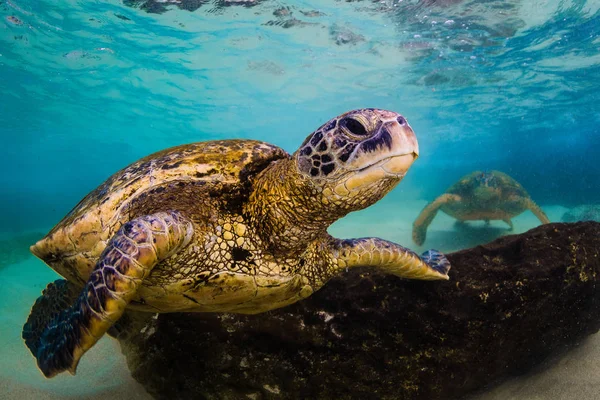 Hawaiian Zielony Żółw Morski Rejsy Ciepłych Wodach Oceanu Spokojnego Hawajach — Zdjęcie stockowe