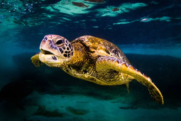 Hawaiiaanse Groene Zeeschildpad Cruisen Warme Wateren Van Stille Oceaan Hawaï — Stockfoto