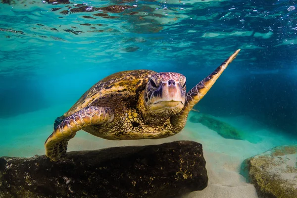 Hawaii Zöld Tengeri Teknős Cirkál Meleg Víz Csendes Óceán Hawaii — Stock Fotó