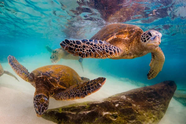 Hawaii Zöld Tengeri Teknős Cirkál Meleg Víz Csendes Óceán Hawaii — Stock Fotó