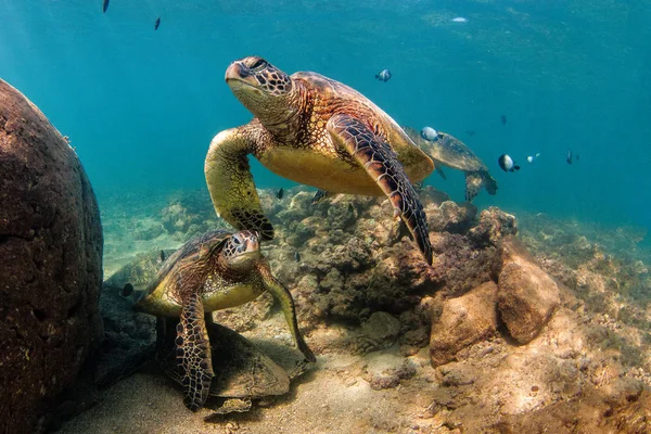 Hawaiian Green Sea Turtle Cruzando Águas Quentes Oceano Pacífico Havaí Fotos De Bancos De Imagens