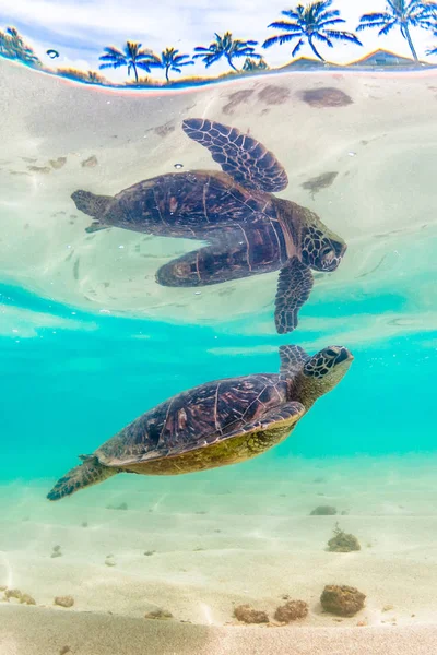 Hawaii Green Sea Penyu Menjelajah Perairan Hangat Samudera Pasifik Hawaii Stok Lukisan  