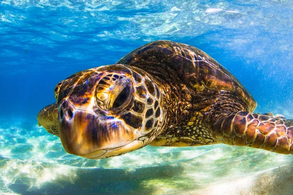 Hawaiian Green Sea Turtle Cruzeiro Nas Águas Quentes Oceano Pacífico Imagens De Bancos De Imagens Sem Royalties