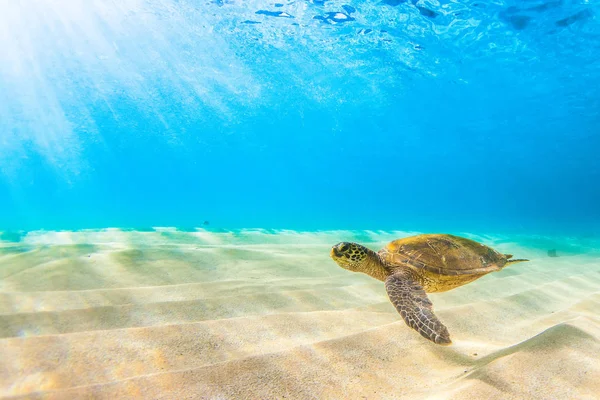Havaijin Vihreä Merikilpikonna Risteilyllä Tyynenmeren Lämpimillä Vesillä Havaijilla tekijänoikeusvapaita kuvapankkikuvia