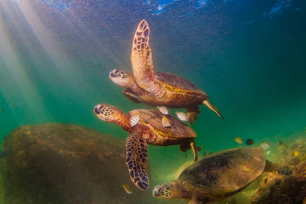 Hawaiian Green Sea Turtle Cruzeiro Nas Águas Quentes Oceano Pacífico Fotos De Bancos De Imagens