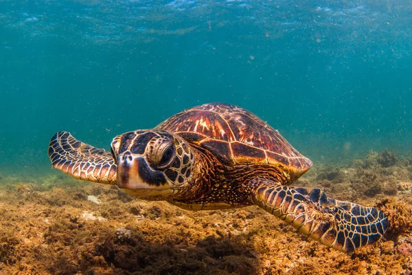 Hawaiian Green Sea Turtle Cruzeiro Nas Águas Quentes Oceano Pacífico Imagens De Bancos De Imagens