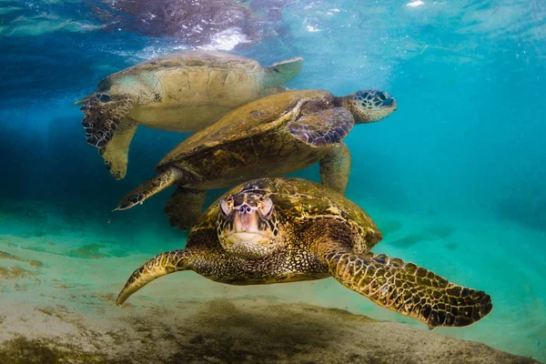 Hawaii Green Sea Penyu Menjelajah Perairan Hangat Samudera Pasifik Hawaii Stok Gambar Bebas Royalti