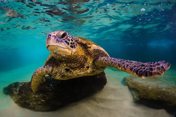 Hawaiian Green Sea Turtle Cruzeiro Nas Águas Quentes Oceano Pacífico Imagens De Bancos De Imagens