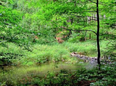 Forest small river in Sec