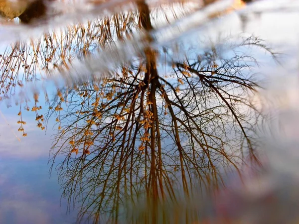 Réflexion Arbre Surface Lac — Photo