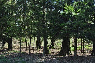 Orman, Doğa, Ağaçlar, Orman