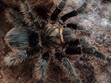 Siyah kıvırcık saçlı tarantula