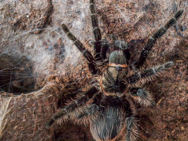 Zwart krullend haar tarantula Stockfoto