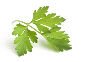 Beyaz arkaplanda maydanoz yaprağı izole