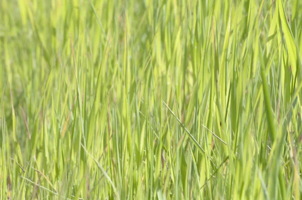 Gras abstracte achtergrond — Stockfoto