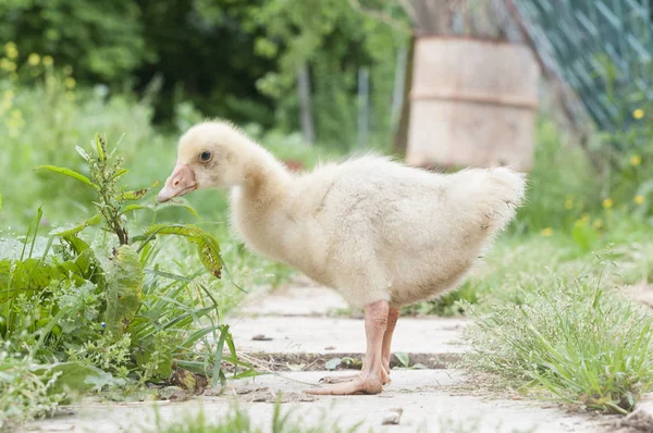 Oie poussin dans la ferme — Photo