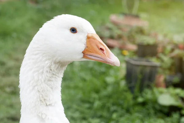 Goose headshot — Stockfoto