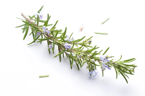 Blooming rosemary herb in spring on white background — Stock Photo, Image