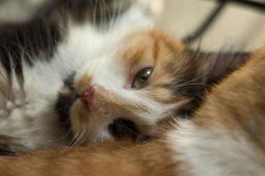 Güzel, üç renkli uykucu kediye yaklaş.