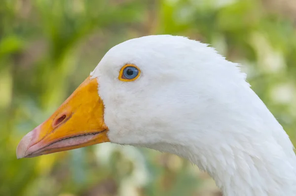 White goose (anser anser domesticus) headshot, on green blurred — Stockfoto