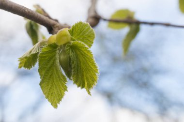 Hazel yaprakları baharda doğar.