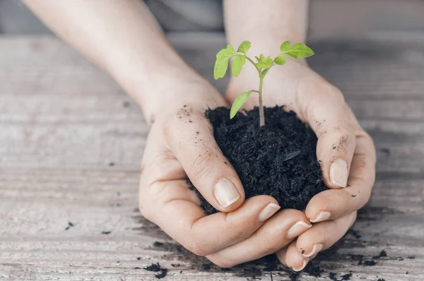 Arbor Day Concept Woman Holds Sprout Plant Her Hands Wooden — Stock Photo, Image