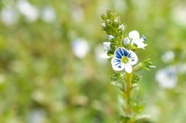 Pers hız kuyusu (Veronica persica) yeşil bir bokeh arka planda çiçek açtı