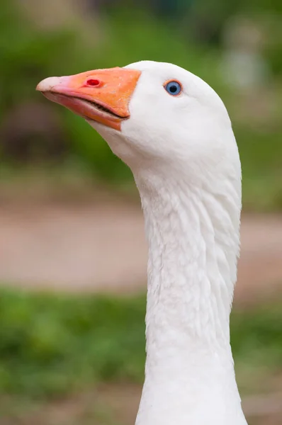 White Goose Anser Anser Domesticus Proudly Shows Its Long Neck — Stock Photo, Image