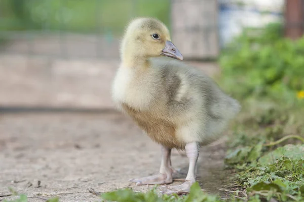 Gosling Bonito Ganso Greylag Anser Anser Posando Grama Fundo Borrado — Fotografia de Stock