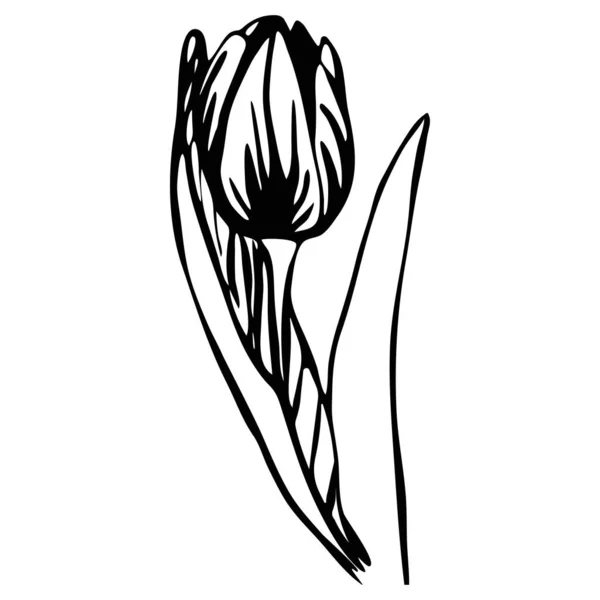 Ručně Kreslený Obrázek Tulipánu Tulipánový Květ Stylu Inkoustu Vektorový Prvek — Stockový vektor