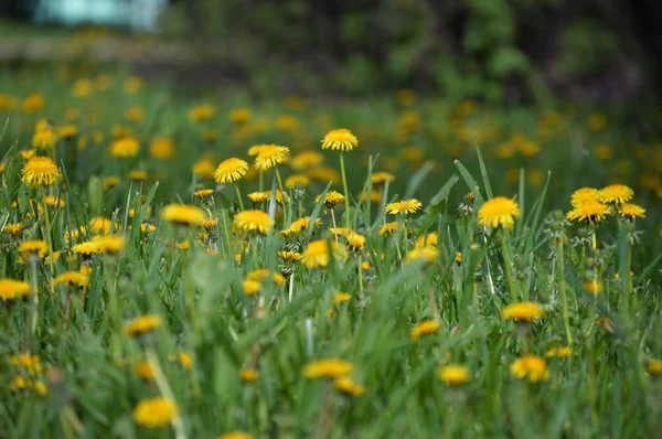 Glade dandelions ile