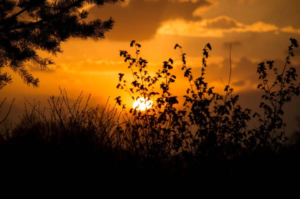 Doğa gün batımında